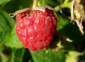 himbeere