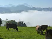 nebel_kl
