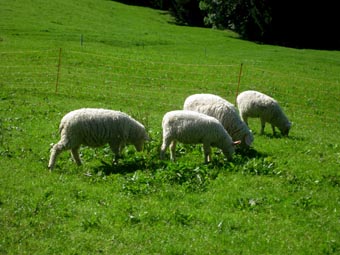 schafe
